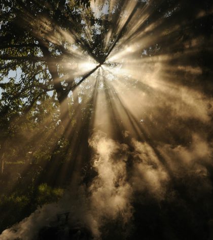 Sunlight streaming through tall trees in a forest.